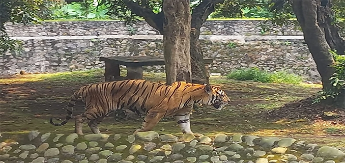 Fakta Harimau Ragunan Normal Kelola Jawab Isu Beruang Kurus