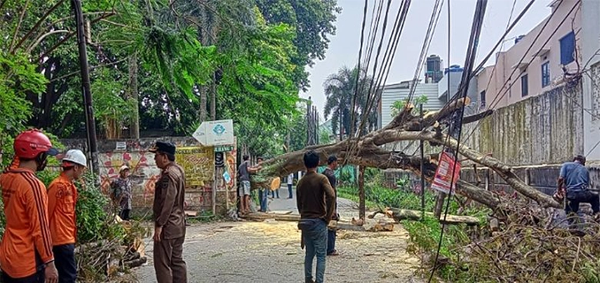 Pohon Tumbang Cendrawasih Raya Tangsel Lalu Lintas Tersendat