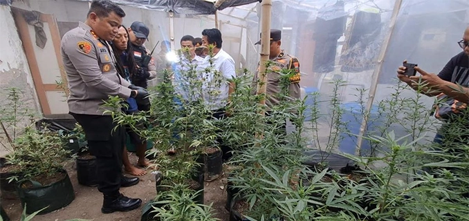 Pertanian Ganja di Jombang Biji dari Luar Negeri Dikelola Ahli