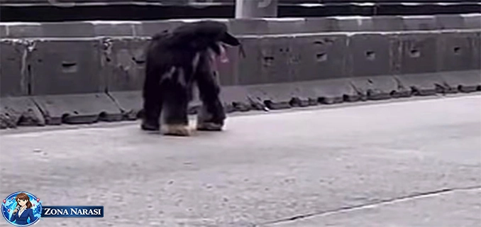 Anjing Afghan Hound Berkeliaran di Daan Mogot Dikira Kambing