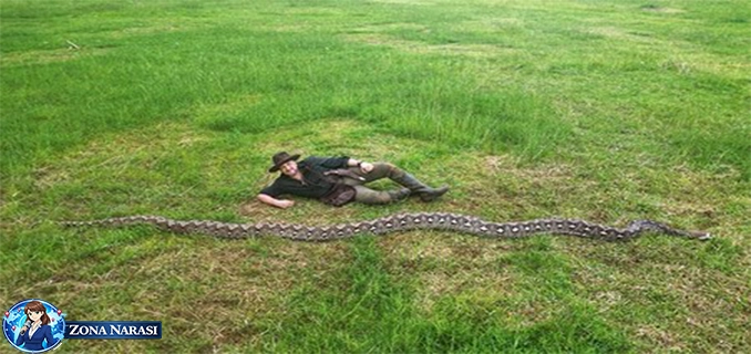 Ibu Baron Ular Liar Terpanjang Dunia Ditemukan Sulawesi